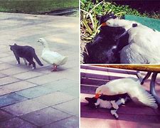 Image result for Cat Chasing Goose