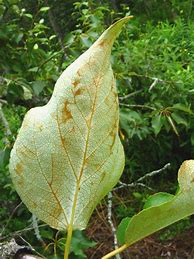 Image result for Populus balsamifera