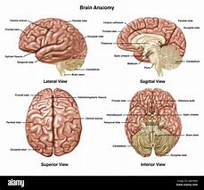 Image result for Brain Anatomy Top Perspective
