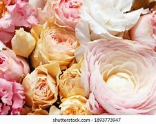 Image result for Pastel Pink and Yellow Rose Background