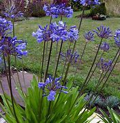 Image result for Agapanthus Tornado