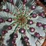 Image result for Ourisia macrophylla Snowflake
