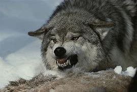 Image result for Angry Alpha Wolf