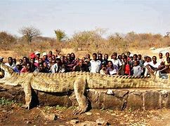 Image result for World Record Biggest Crocodile