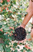 Image result for BlackBerry Plants Growing
