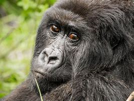 Image result for Female Gorilla