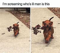 Image result for Small Dog in Hand Meme