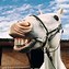 Image result for Funny Horse