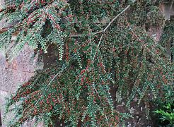 Image result for cotoneaster_horizontalis