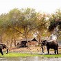 Image result for African Safari Vacations