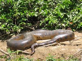 Image result for Anaconda in River