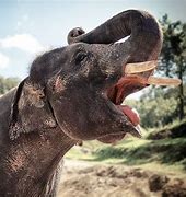 Image result for Elephant Mouth