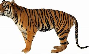 Image result for Tiger 4K Transparent