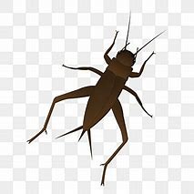 Image result for Cricket Insect Near Water Cartoon