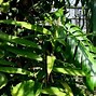 Image result for alpinia_oxyphylla