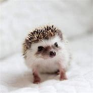 Image result for Baby Hedgehogs for Free