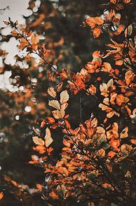 Image result for Cute Fall Phone Wallpaper