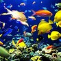 Image result for Marine Sea Life