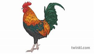 Image result for Gaellic Rooster