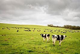 Image result for Austrailian Dairy