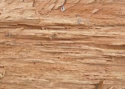 Image result for Rough Grain Texture