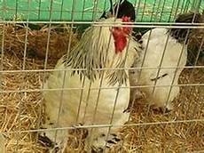 gabbia per galline ovaiole usate gabbie galline ovaiole galline gabbia per galline ovaiole usate gabbie galline ovaiole galline