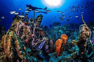 Image result for Curacao Scuba Diving