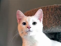 Image result for Smart Looking Cat