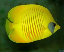 Image result for chaetodon_semilarvatus