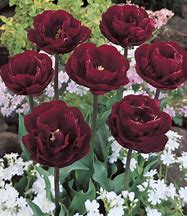 Image result for Tulipa Uncle Tom