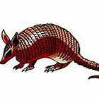 Image result for Armadillo Graphic