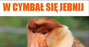 Image result for cymbał