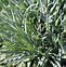 Image result for Dianthus grat. Badenia