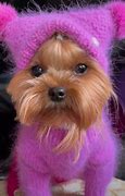 Image result for Baby Yorkie Puppies
