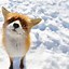 Image result for Cute Fox iPhone Wallpaper