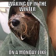 Image result for Winter Animal Meme