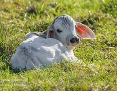 Image result for Brahman Cattle Breed with Baby