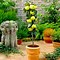 Image result for 2 D Apple Tree