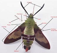 Image result for Moth Anatomy