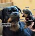 Image result for Timmy the Dog Meme