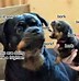 Image result for Funny Dog Welcome Memes