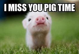 Image result for Cute Baby Pig Memes