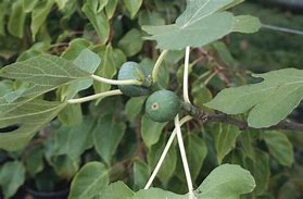 Image result for Ficus caryca brown turkey