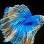 Image result for Fighter Fish