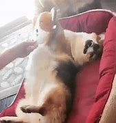 Image result for Funny Cat and Dog Memes