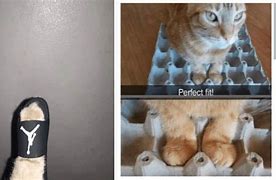 Image result for Cat Around Corner Paw Out Meme Tiger