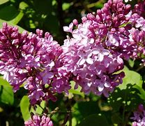 Image result for Lilacs