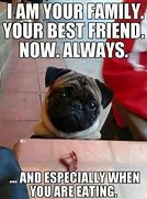 Image result for Small Pug Meme