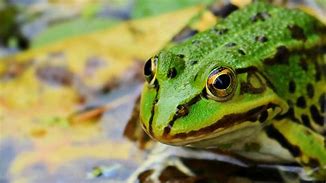 Image result for Angry Frog PC Wallpaper