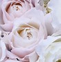 Image result for Pink Glowing Roses Light